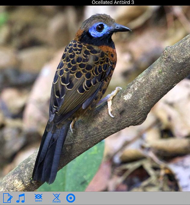Birding Field Guides About Costa Rica Birds App
